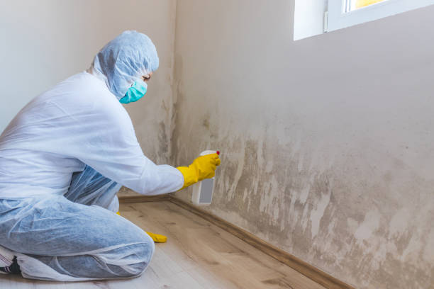 Licensed Mold Remediation service in Norfolk, MA - 24 Hour Mold Removal