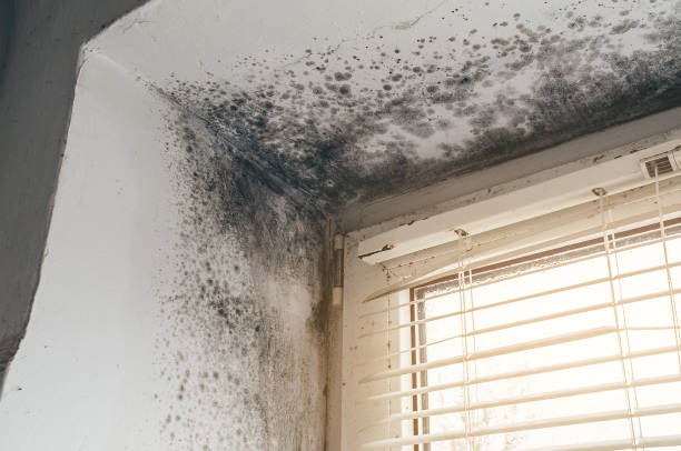 Affordable Mold Remediation solutions in Norfolk, MA