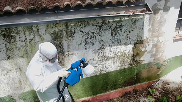 Top rated local Mold Remediation specialists in Norfolk, MA